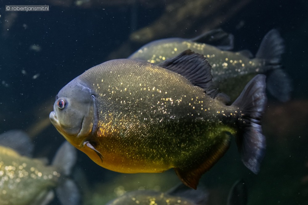 Foto van Roodbuikpiranha (Pygocentrus nattereri) in Ouwehands Dierenpark Rhenen