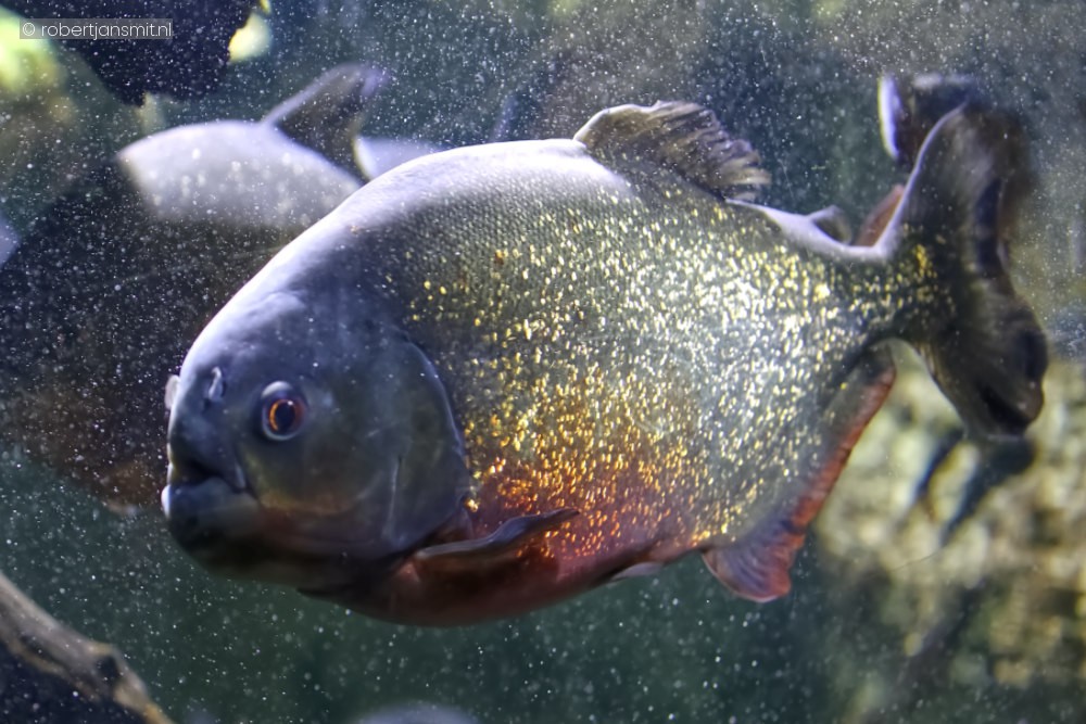 Foto van Roodbuikpiranha (Pygocentrus nattereri) in Pairi Daiza België