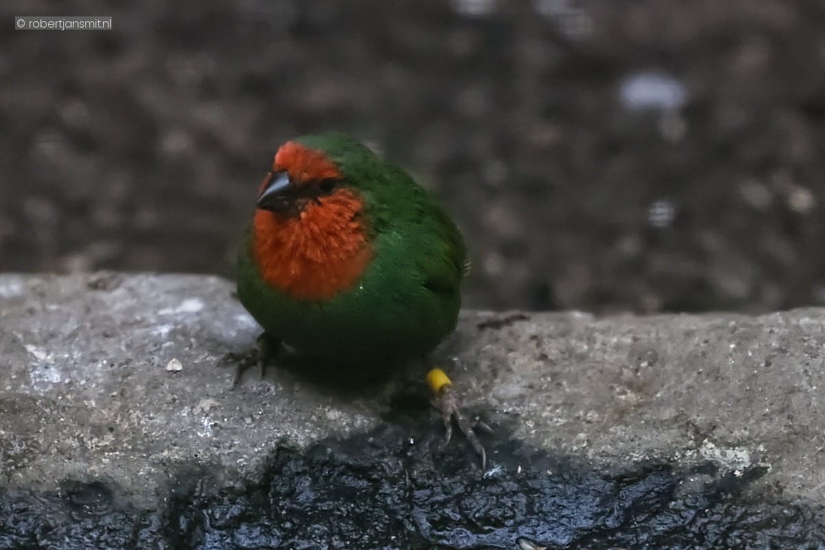 Foto van Roodkoppapegaaiamadine (Erythrura psittacea) in Zoo Berlin