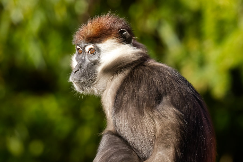 Roodkruinmangabey 