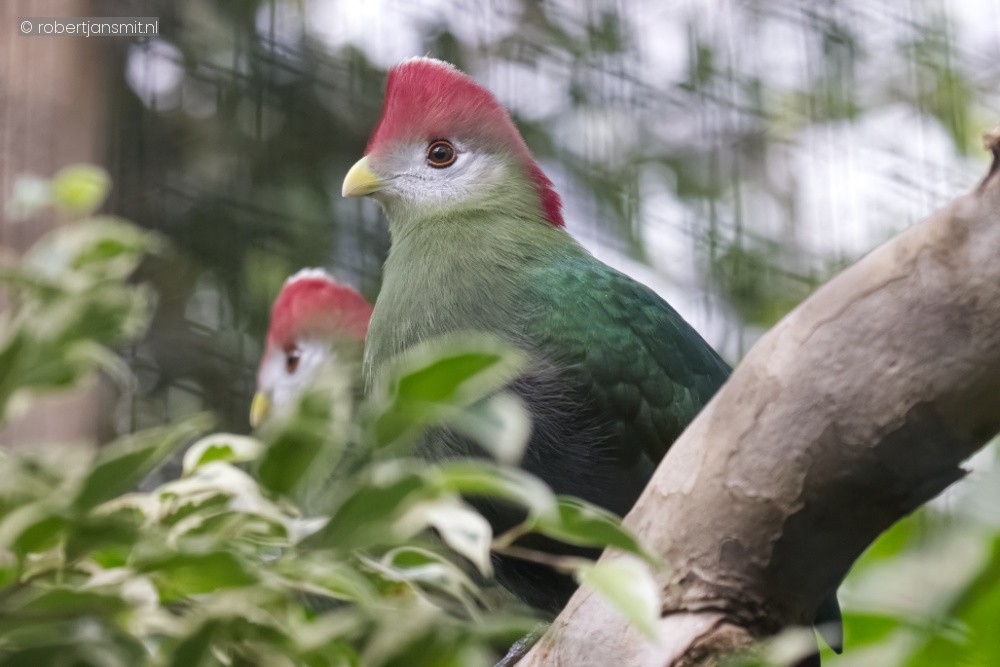 Foto van Roodkuiftoerako (Tauraco erythrolophus) in Pairi Daiza België