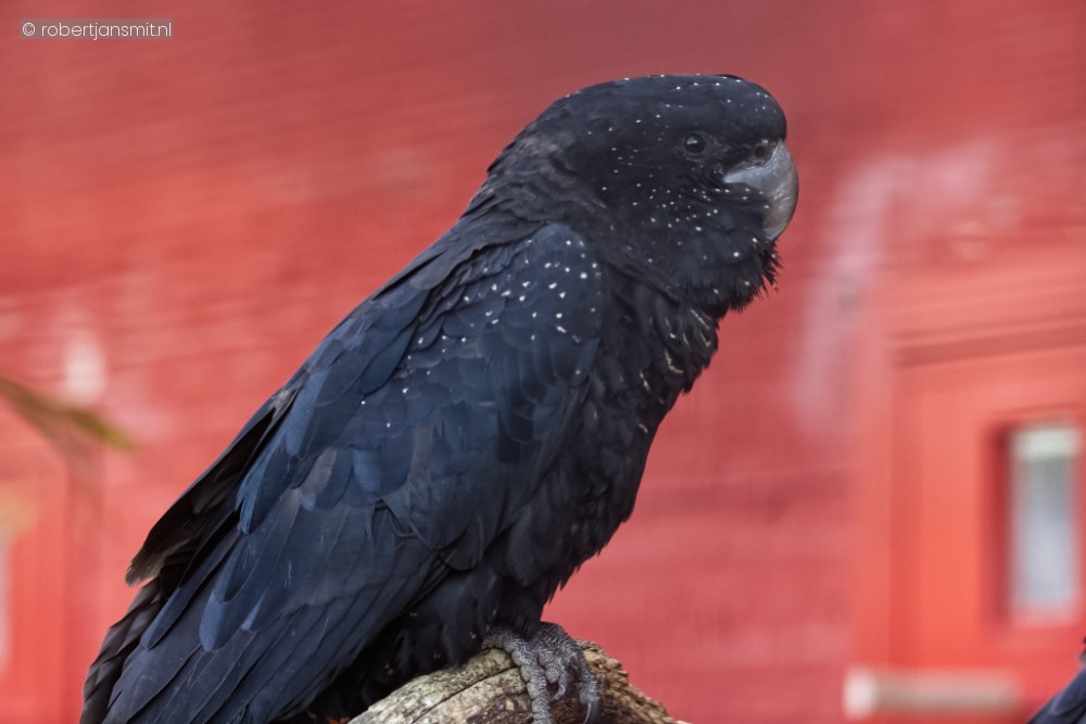 Foto van Roodstaartraafkaketoe (Calyptorhynchus banksii) in Avifauna Alphen a/d Rijn