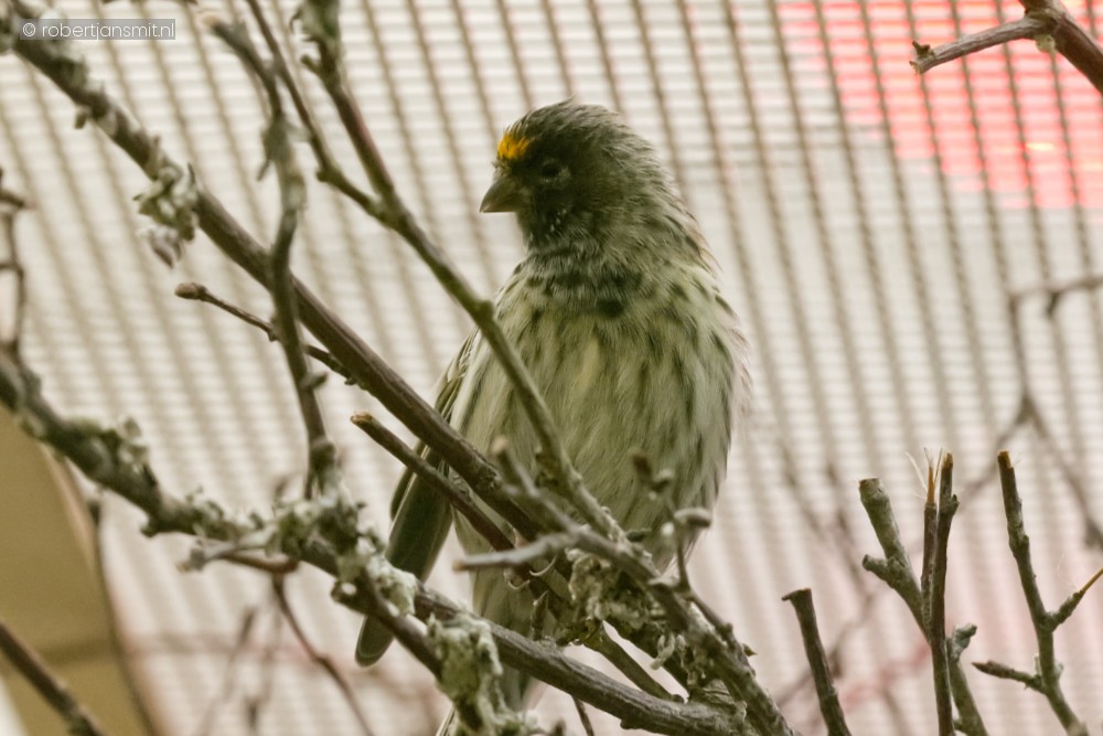 Foto van Roodvoorhoofdkanarie (Serinus pusillus) in Zoo Antwerpen België