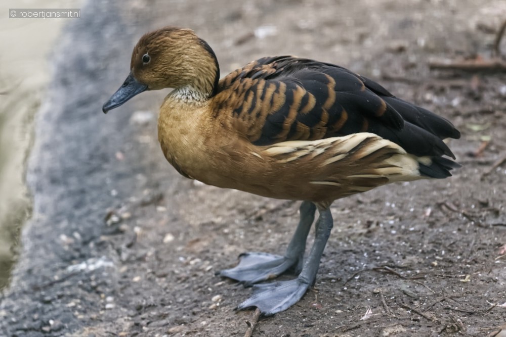 Foto van Rosse fluiteend (Dendrocygna bicolor) in Ouwehands Dierenpark Rhenen