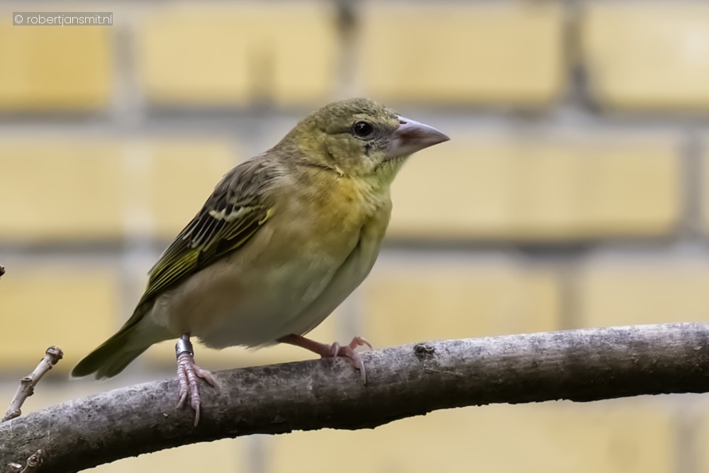 Foto van Rüppells wever (Ploceus galbula) in Zoo Antwerpen België