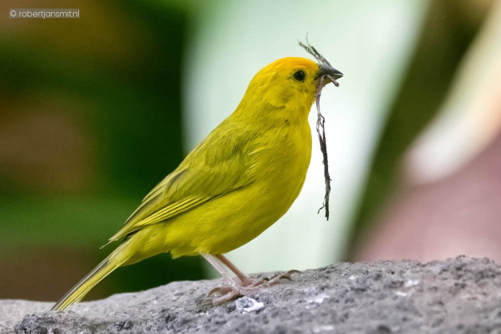 Foto van Gewone saffraangors (Sicalis flaveola) in Avifauna Alphen a/d Rijn