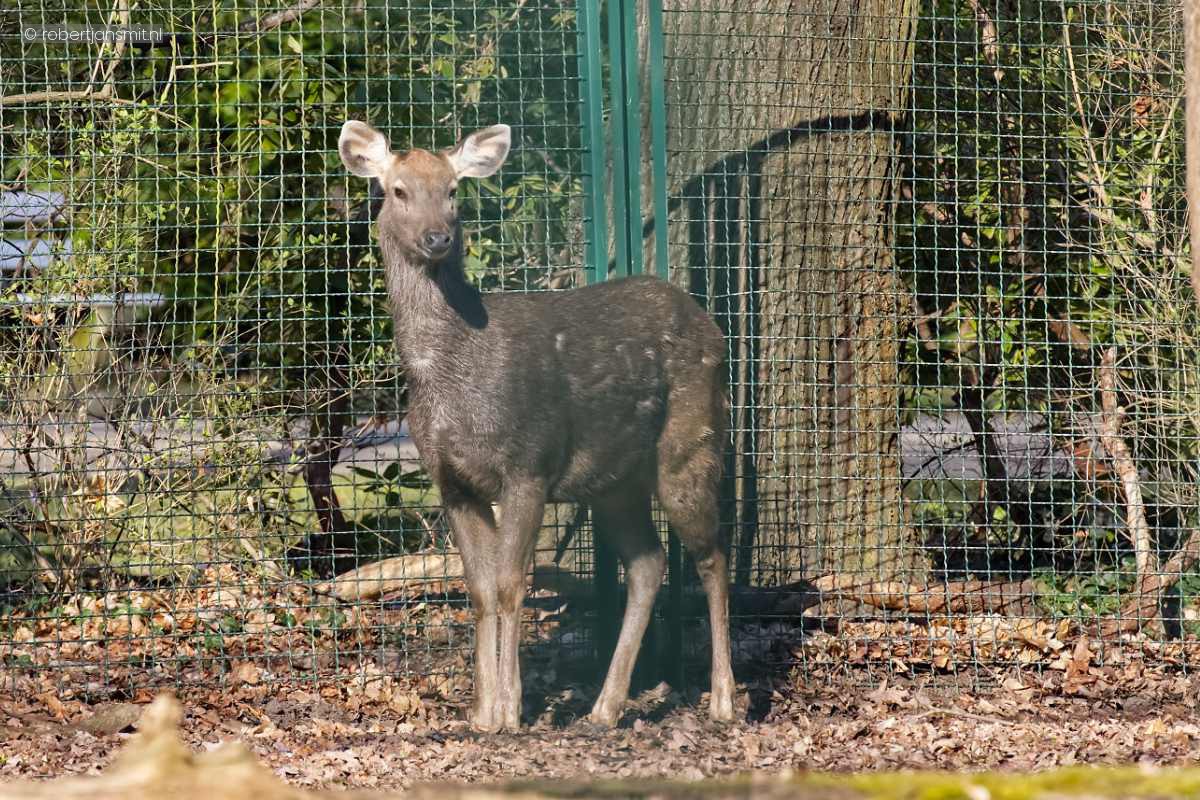 Foto van Sambar Hert (Rusa unicolor) in Tierpark Berlin
