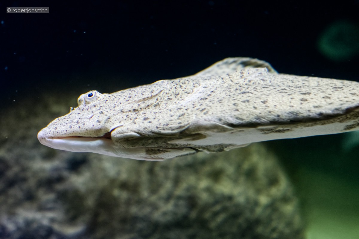 Foto van Schol (Pleuronectes platessa) in Artis Amsterdam