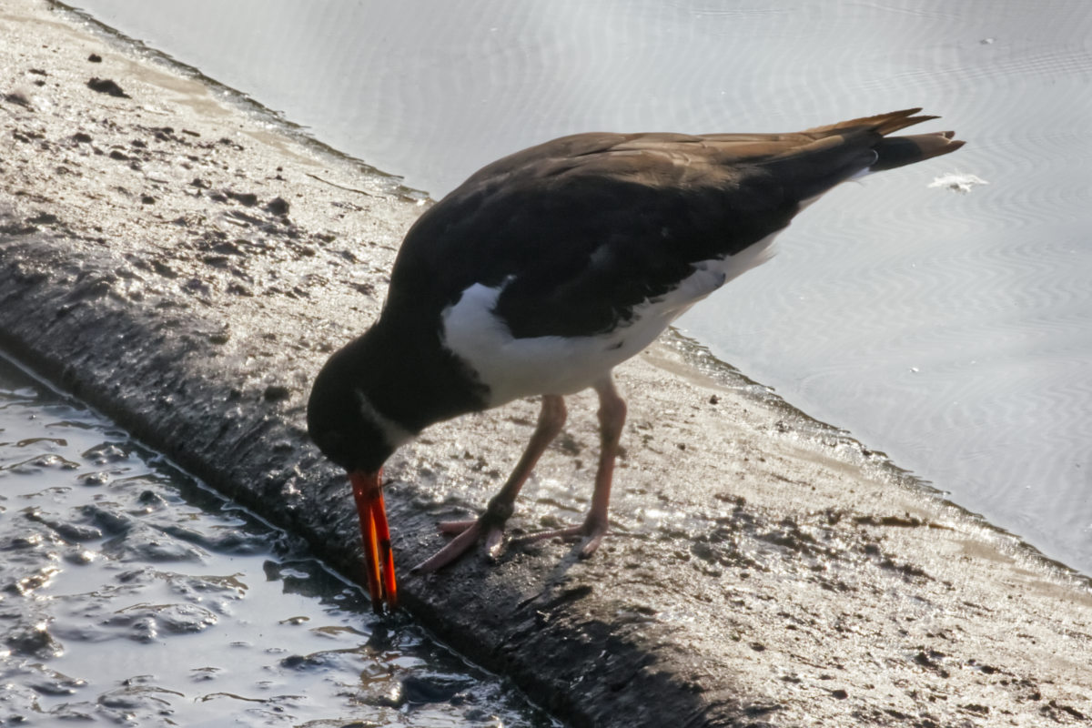 Foto van Scholekster (Haematopus ostralegus) in Blijdorp Rotterdam