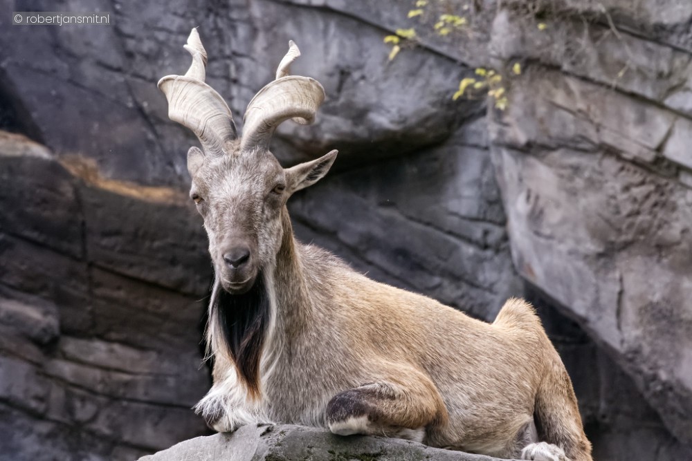 Foto van Schroefhoorngeit (Capra falconeri) in Zoo Antwerpen België