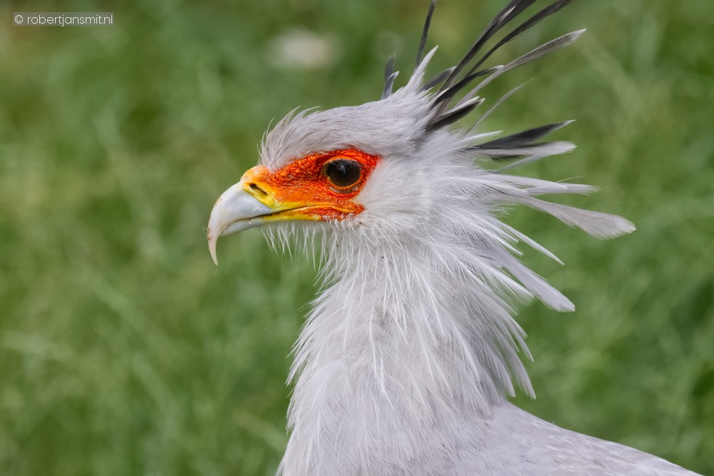 Foto van Secretarisvogel (Sagittarius serpentarius) in Pairi Daiza België