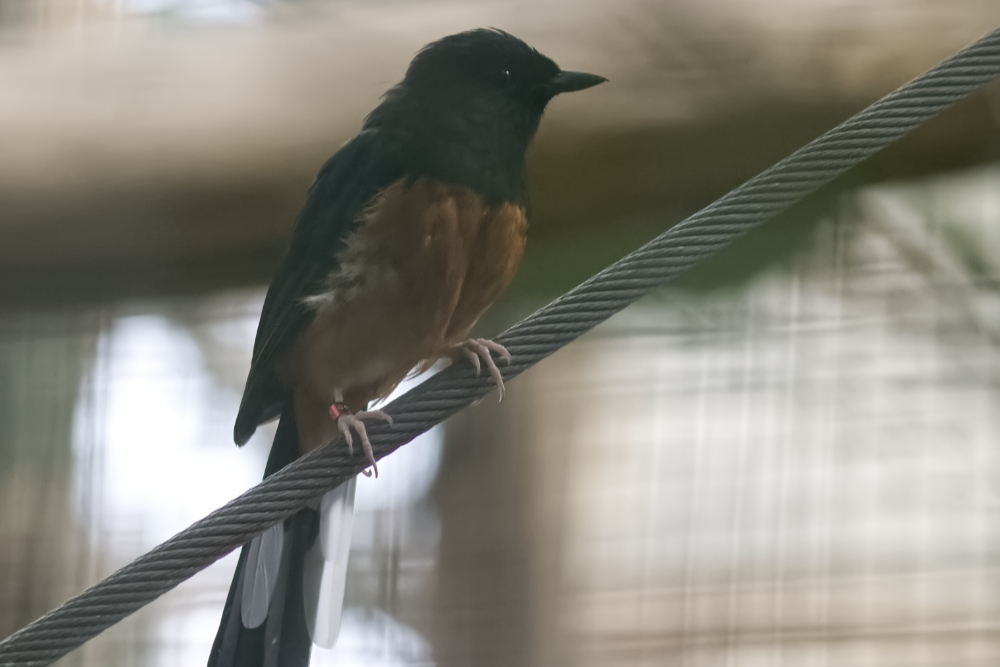 Foto van Shamalijster (Copsychus malabaricus) in Pairi Daiza België