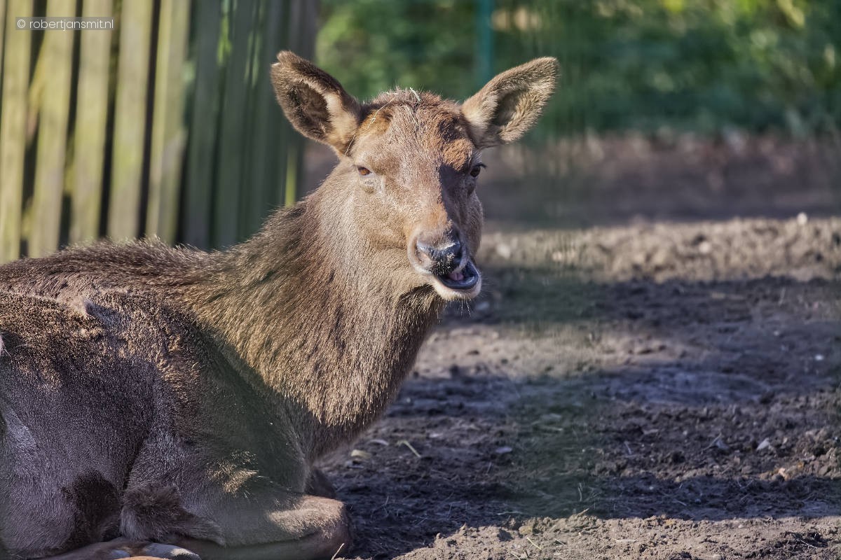 Foto van Siberische wapiti (Cervus canadensis sibiricus) in Tierpark Berlin