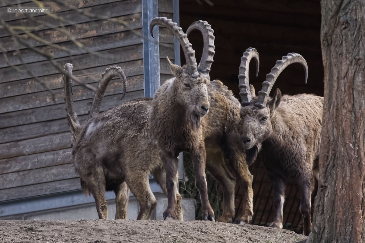 Foto van Siberische steenbok (Capra sibirica) in Tierpark Berlin