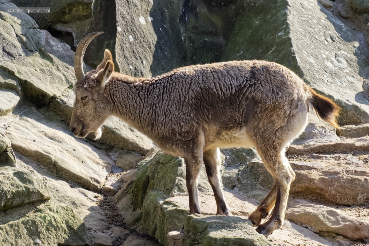 Foto van Siberische steenbok (Capra sibirica) in Zoo Berlin