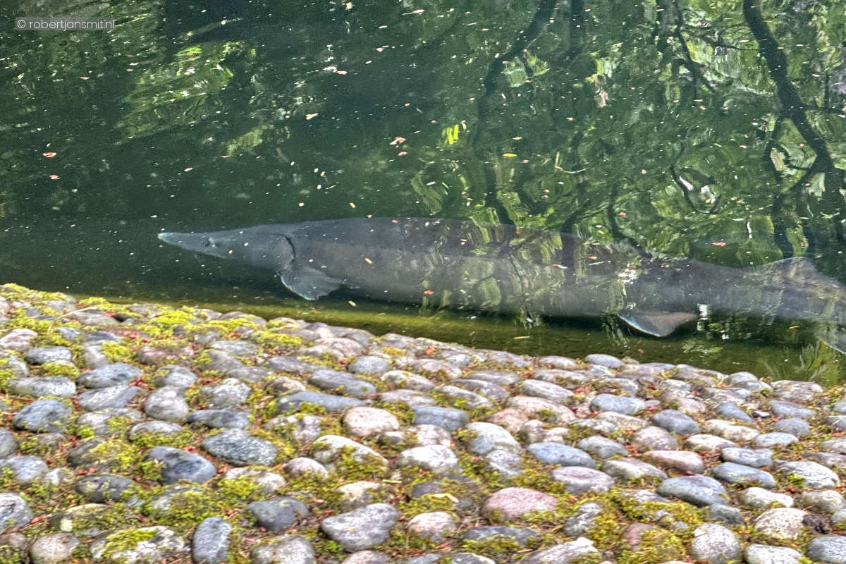 Foto van Siberische gladbuiksteur (Acipenser baerii) in Dierenpark Amersfoort
