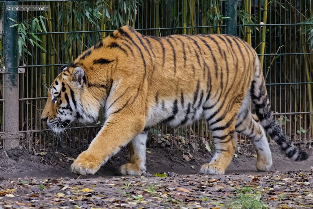 Foto van Siberische tijger (Panthera tigris altaica) in ZooParc Overloon