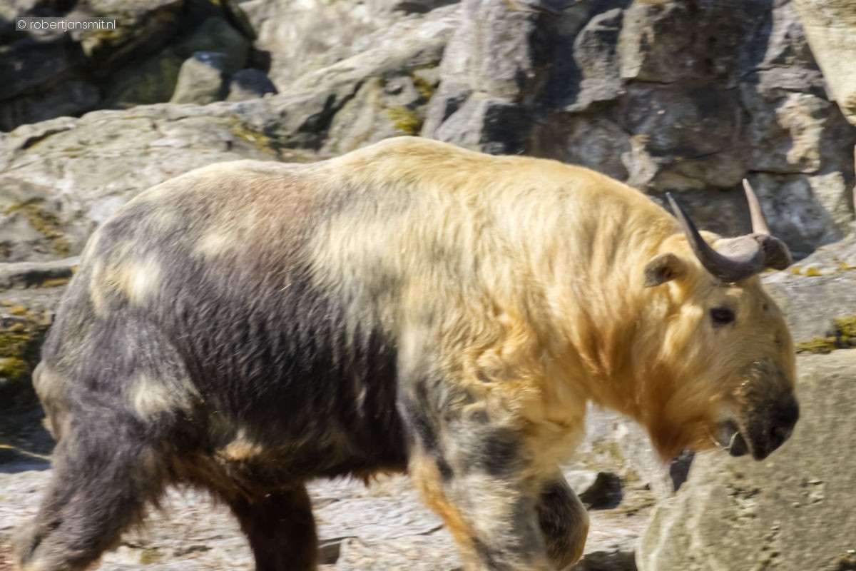Foto van Sichuantakin (Budorcas taxicolor tibetana) in Zoo Berlin
