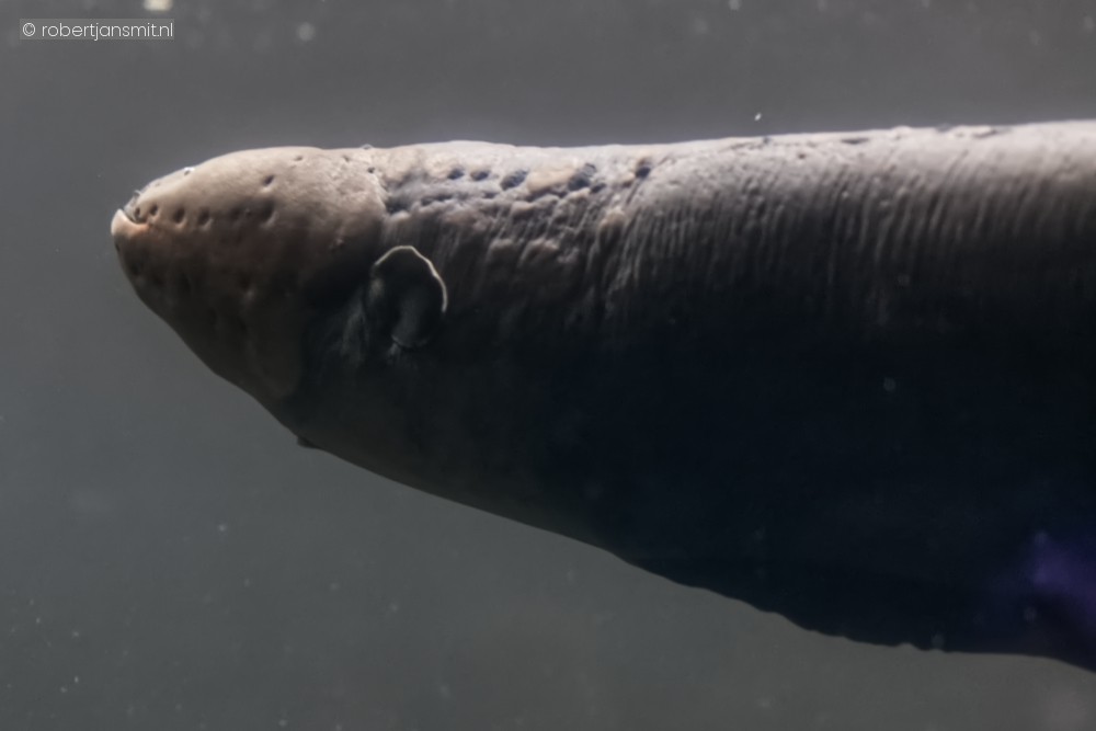 Foto van Sidderaal (Electrophorus electricus) in Ouwehands Dierenpark Rhenen