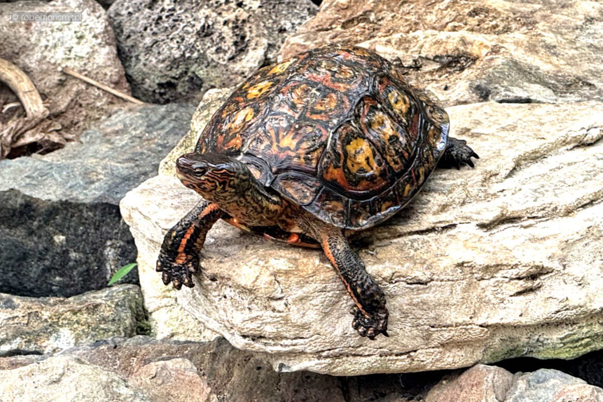 Foto van Sieraardschildpad (Rhinoclemmys pulcherrima) in Zoo Krefeld