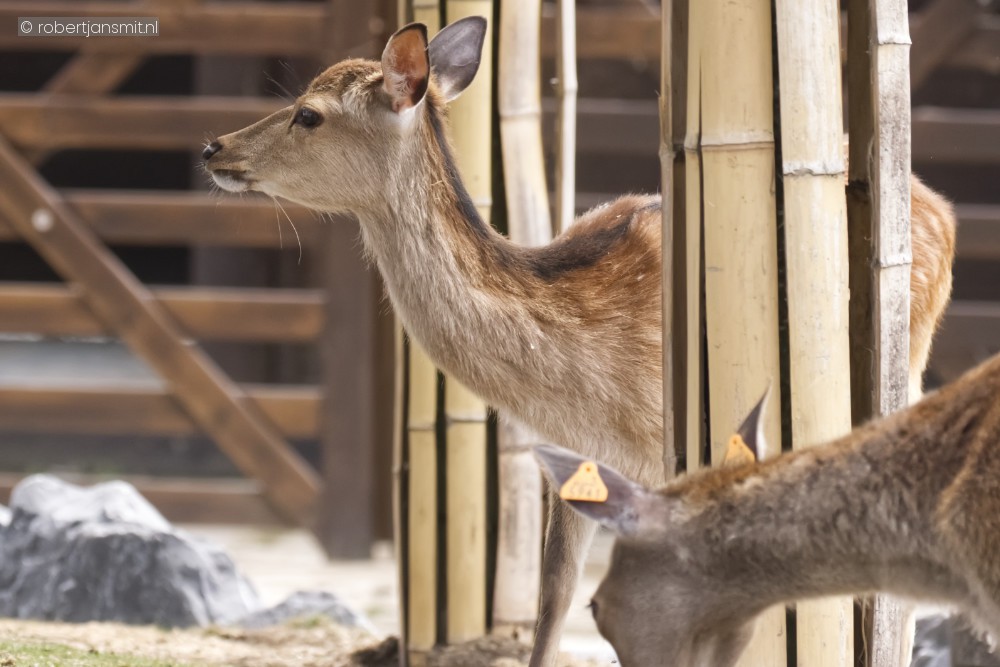 Foto van Sikahert (Cervus nippon) in Pairi Daiza België