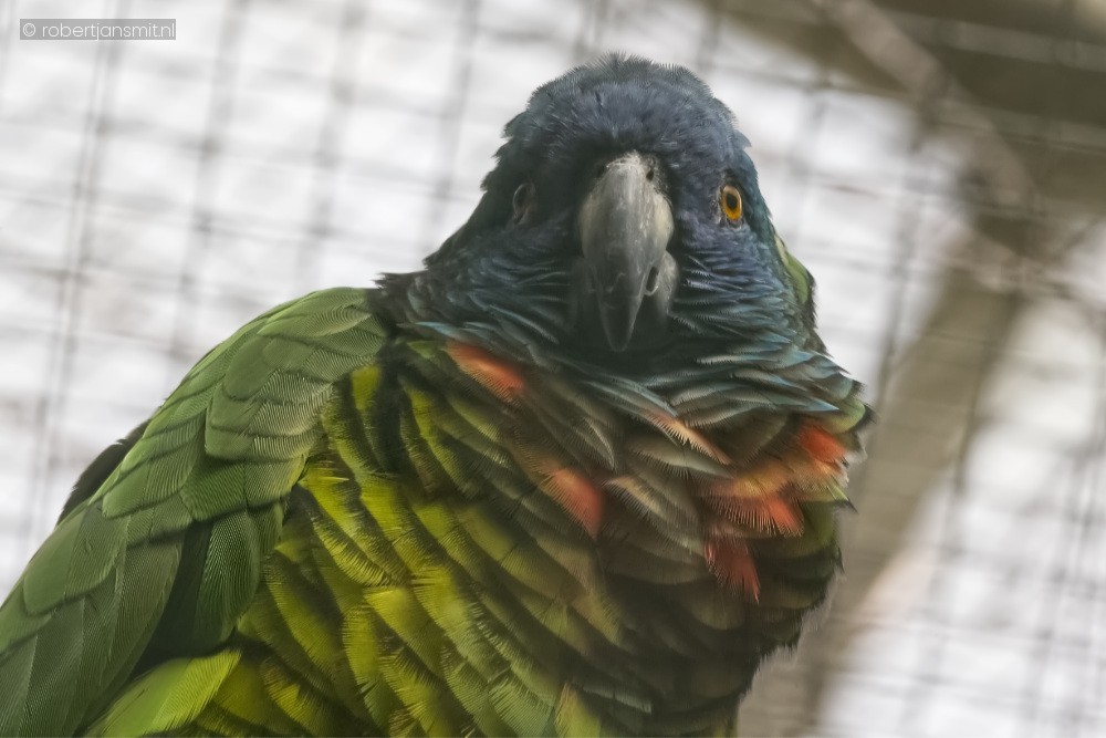 Foto van Sint-Lucia-amazone (Amazona versicolor) in Pairi Daiza België