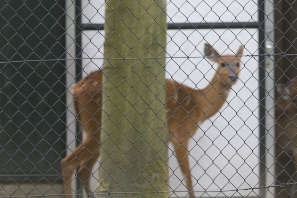 Foto van Sitatoenga (Ragelaphus spekii) in ZooParc Overloon