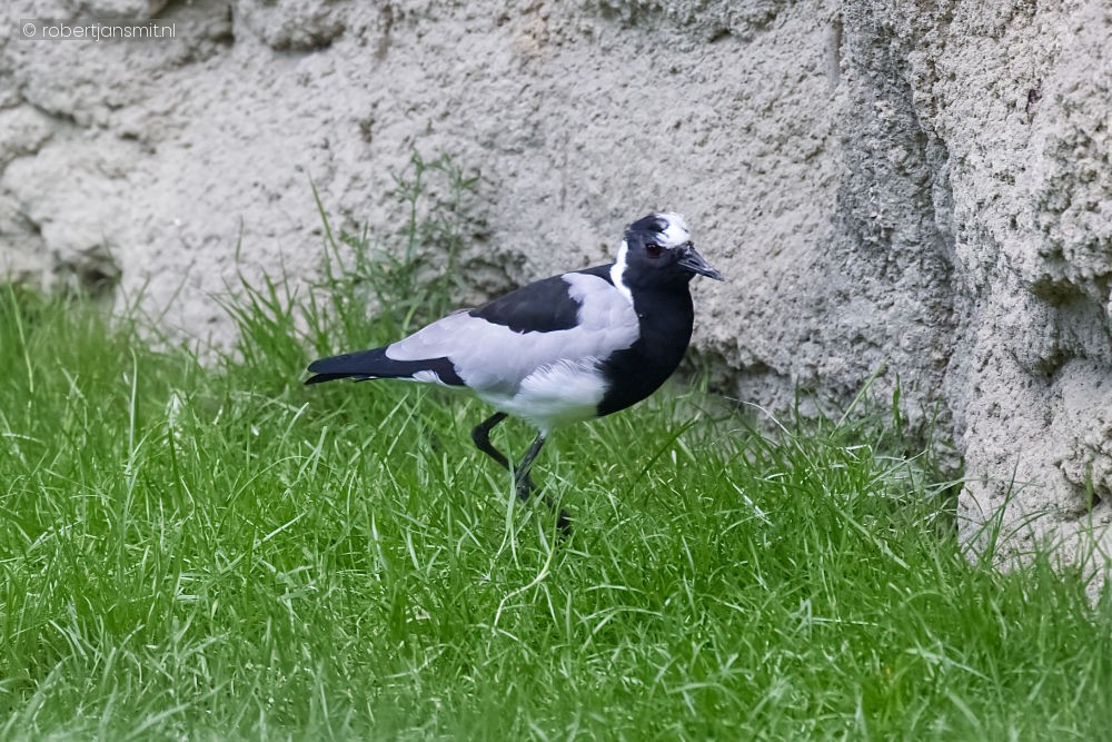 Foto van Smitplevier (Vanellus armatus) in Zoo Antwerpen België