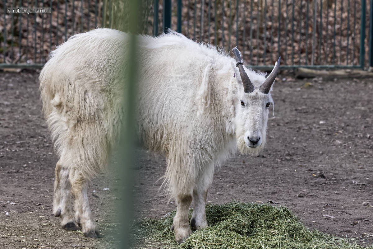 Foto van Sneeuwgeit (Oreamnos americanus) in Tierpark Berlin