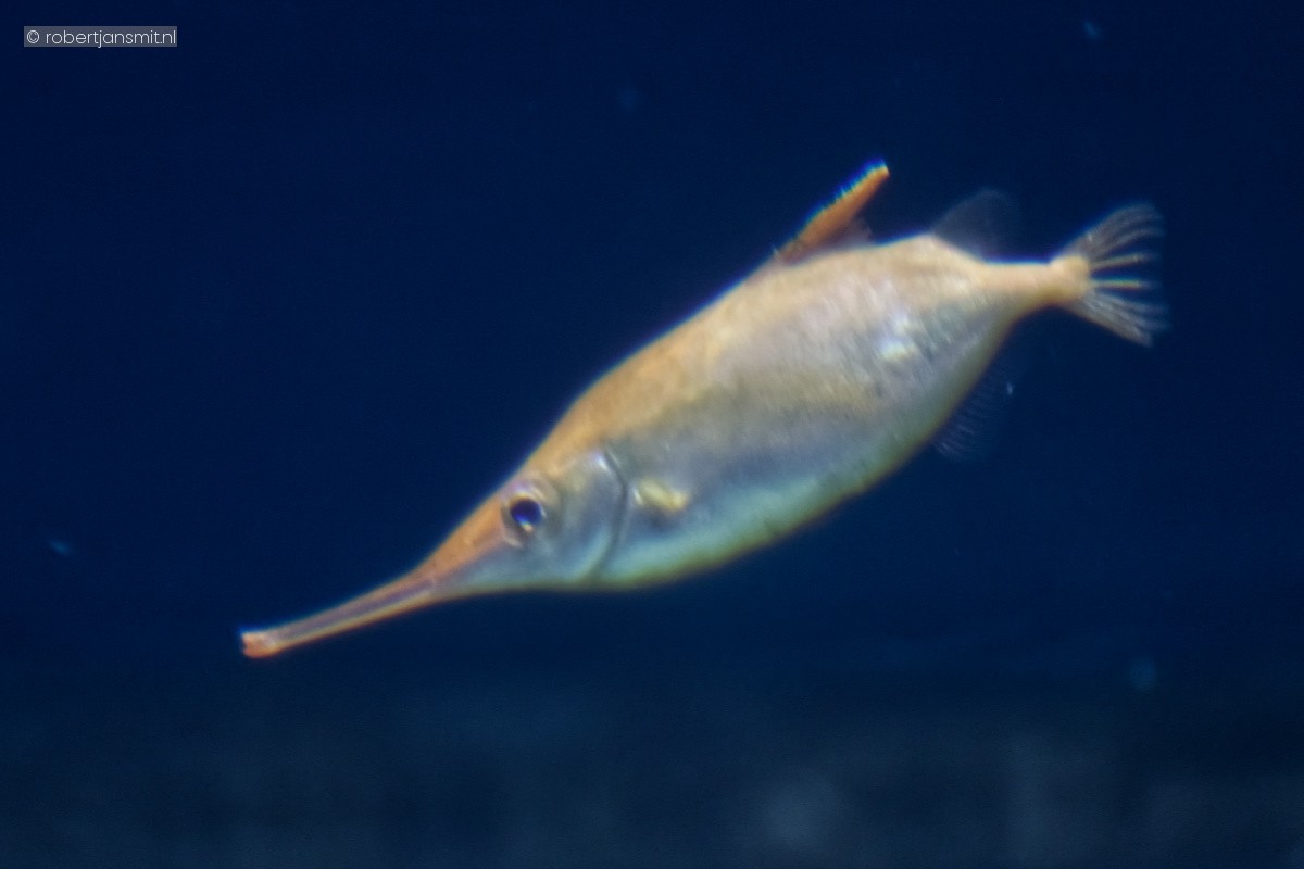 Foto van Snipvis (Macroramphosus scolopax) in Artis Amsterdam