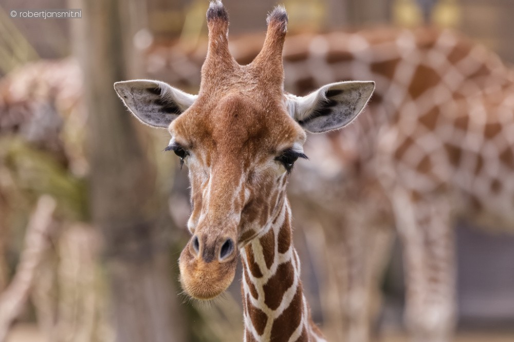 Foto van Somalische giraffe (Giraffa camelopardalis reticulata) in Blijdorp Rotterdam