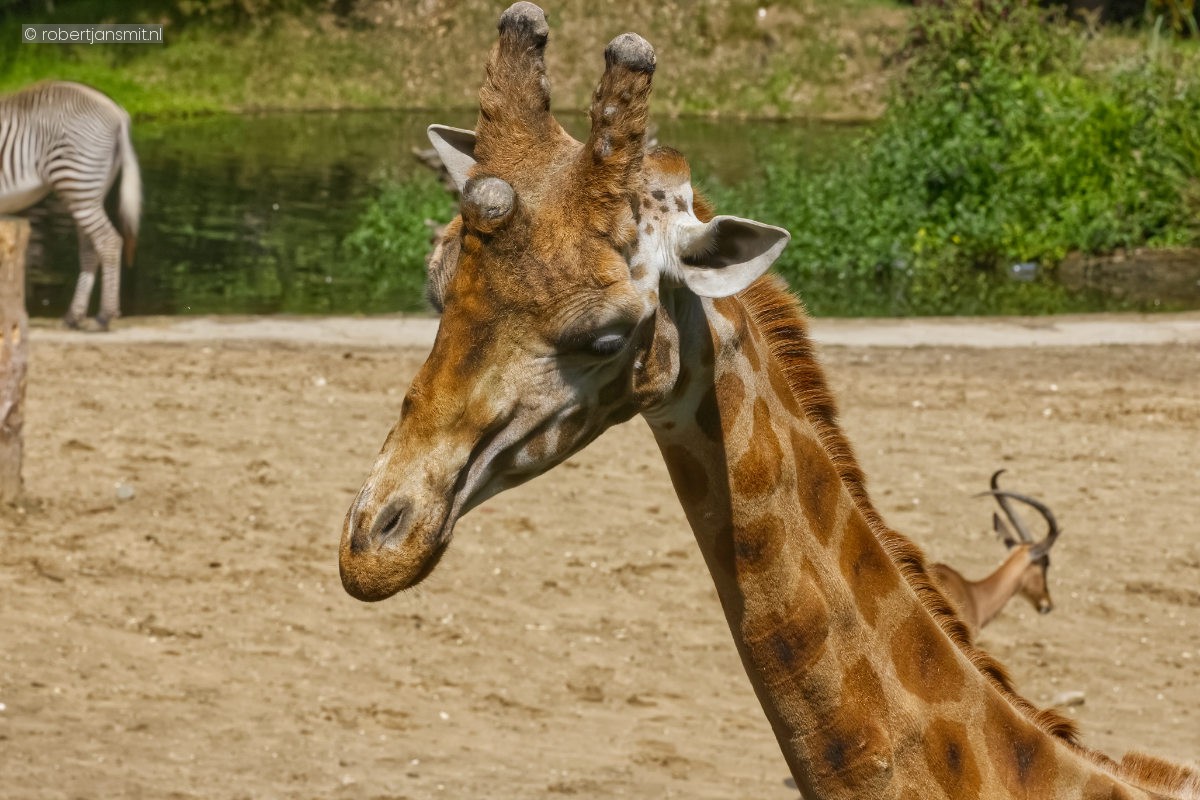 Foto van Somalische giraffe (Giraffa camelopardalis reticulata) in Dierenpark Amersfoort