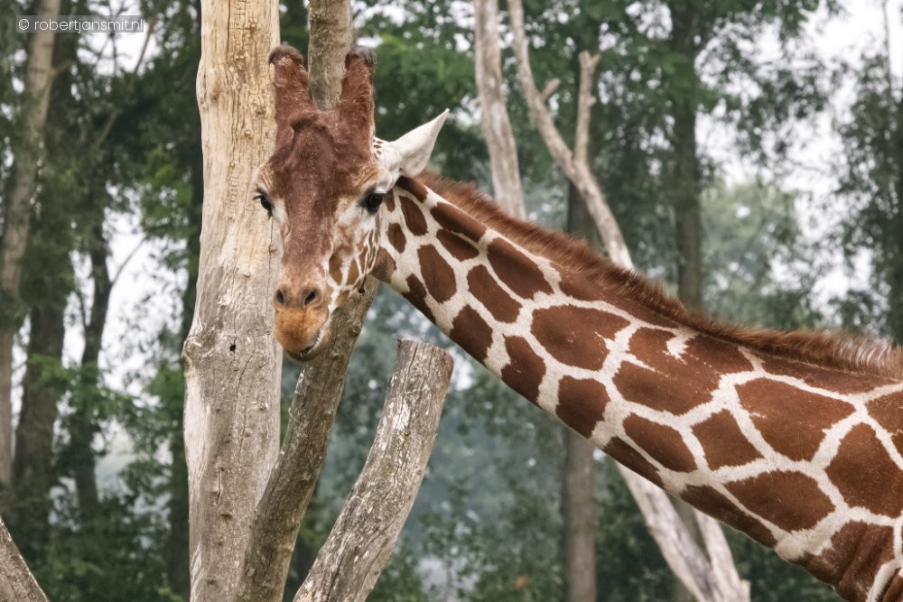 Foto van Somalische giraffe (Giraffa camelopardalis reticulata) in ZooParc Overloon