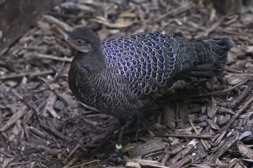 Foto van Spiegelpauw (Polyplectron bicalcaratum) in Best Zoo, Best