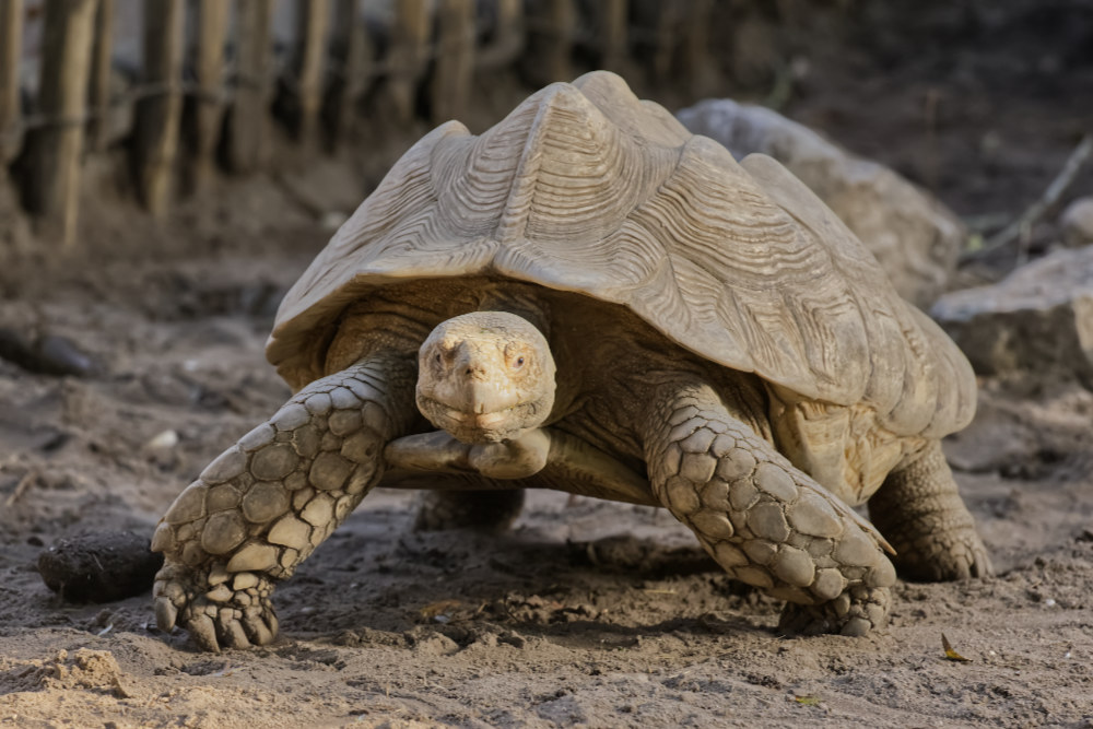 Foto van Sporenschildpad (Centrochelys sulcata) in Best Zoo, Best