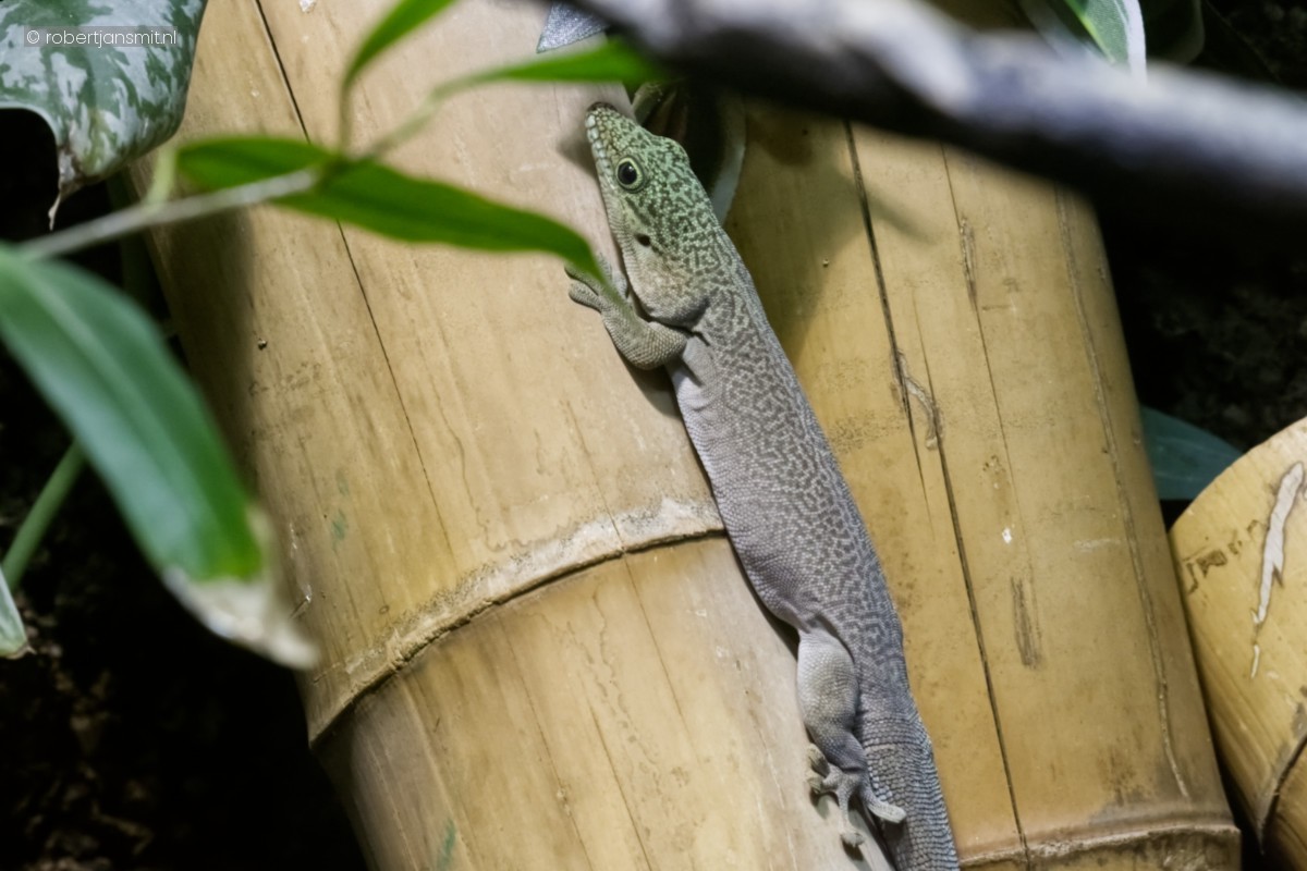 Foto van Standing daggekko (Phelsuma standingi) in Dierenpark Amersfoort