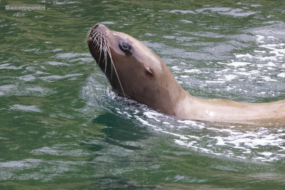 Foto van Stellerzeeleeuw (Eumetopias jubatus) in Pairi Daiza België