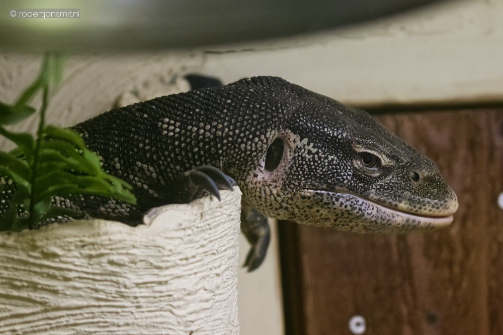 Foto van Steppevaraan (Varanus exanthematicus) in Pairi Daiza België