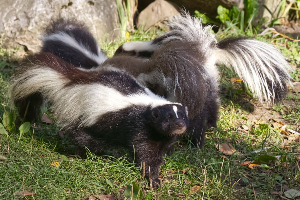 Foto van Gestreept stinkdier (Mephitis mephitis) in Best Zoo, Best