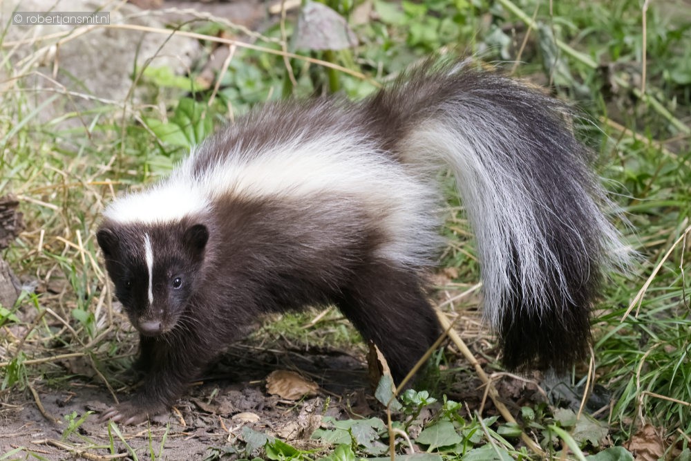 Foto van Gestreept stinkdier (Mephitis mephitis) in Faunapark Flakkee