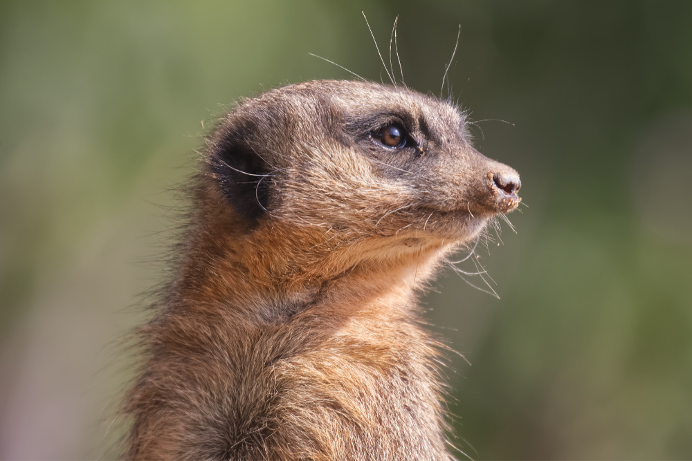 Foto van Stokstaartje (Suricata suricatta) in Avifauna Alphen a/d Rijn