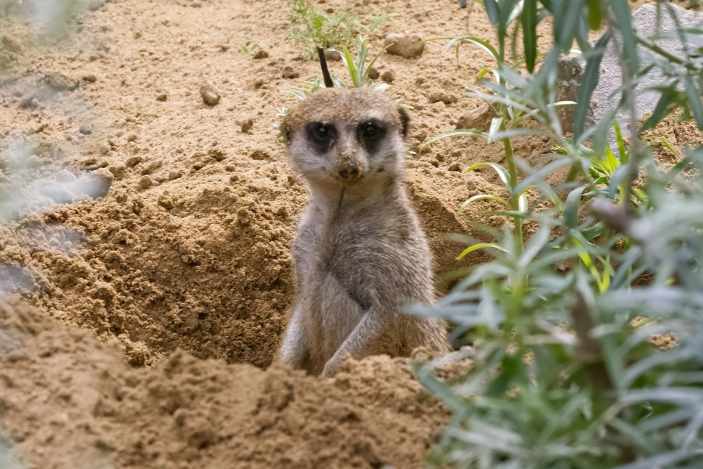 Foto van Stokstaartje (Suricata suricatta) in ZooParc Overloon