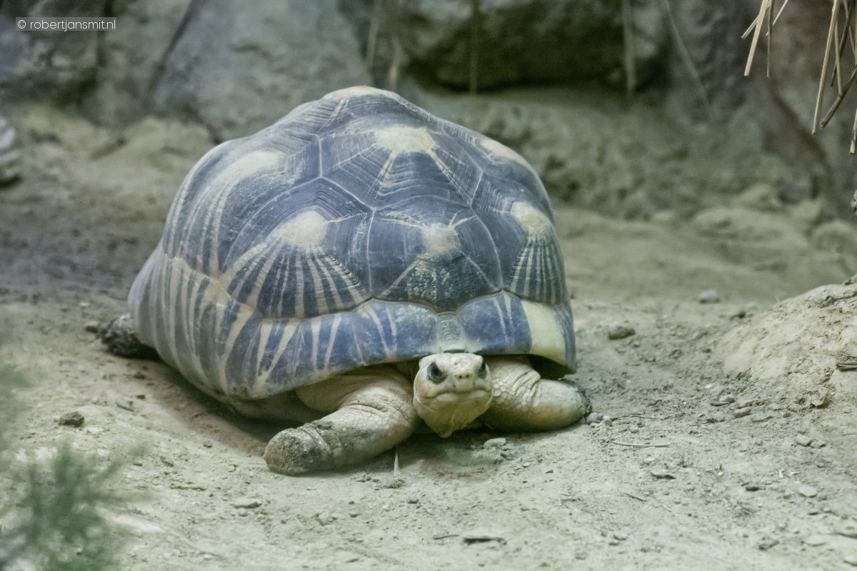 Foto van Stralenschildpad (Astrochelys radiata) in Artis Amsterdam