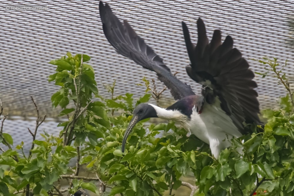 Foto van Strohalsibis (Threskiornis spinicollis) in Eindhoven Zoo (voorheen Dierenrijk)