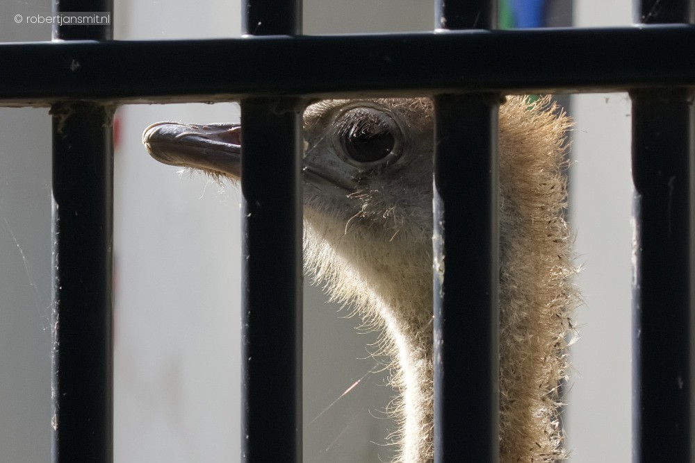 Foto van Struisvogel (Struthio camelus) in Zoo Antwerpen België