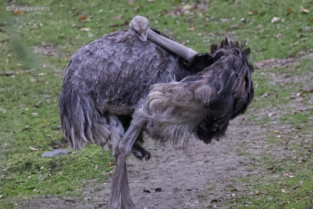 Foto van Struisvogel (Struthio camelus) in ZooParc Overloon