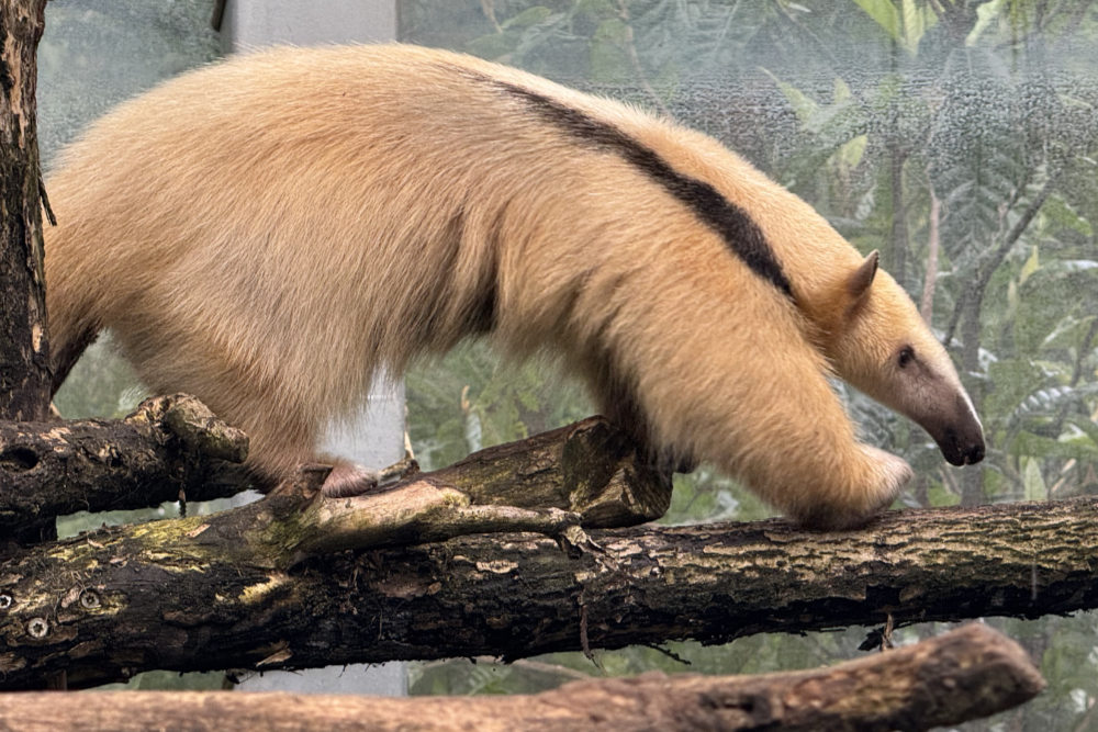 Foto van Boommiereneter (Tamandua) in ZooParc Overloon