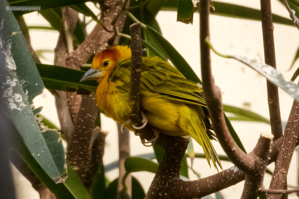 Foto van Tavetawever (Ploceus castaneiceps) in Zoo Berlin