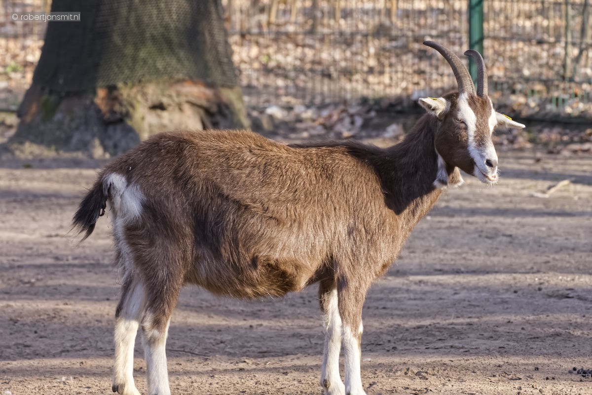 Foto van Thüringer woud geit (Capra hircus thuringiensis) in Tierpark Berlin