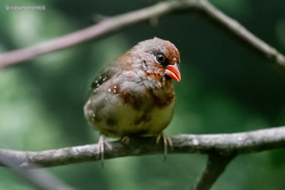 Foto van Tijgervink (Amandava amandava) in Zoo Antwerpen België